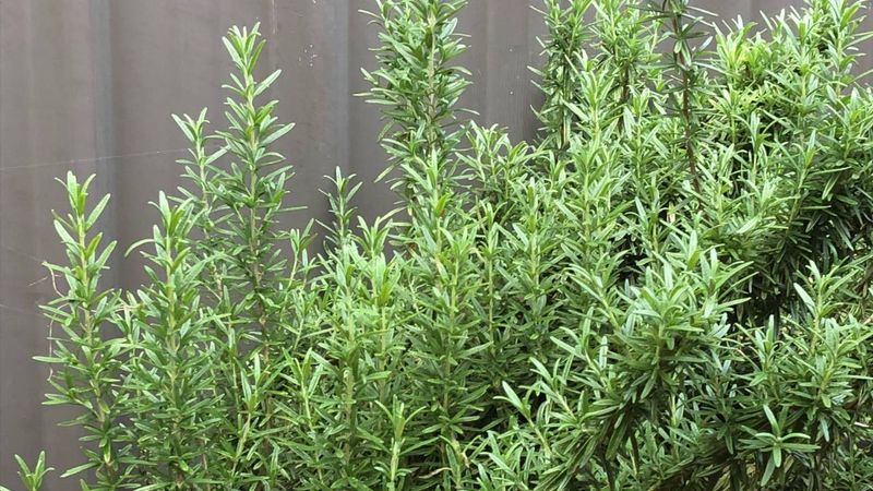 Rosemary Rosemary
