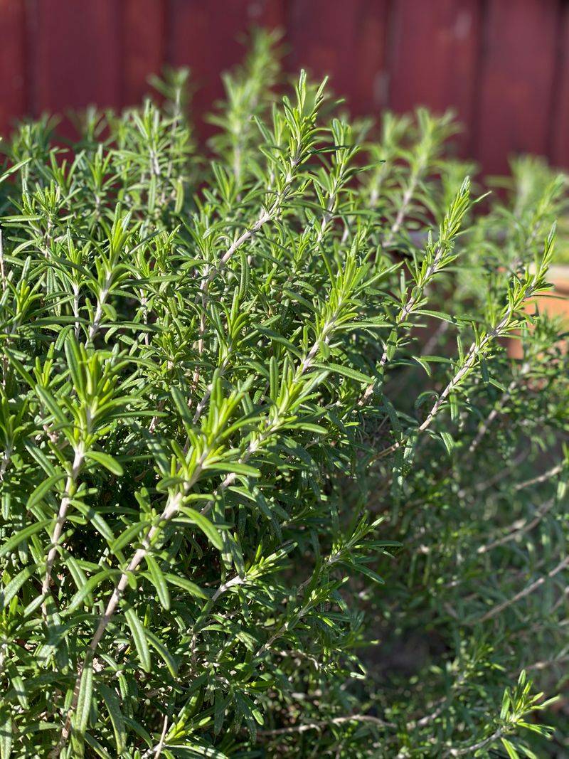 Rosemary