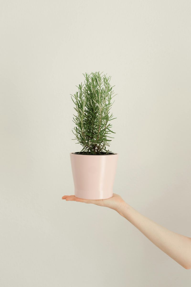 Rosemary