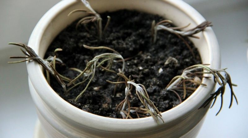 Rosemary Rosemary