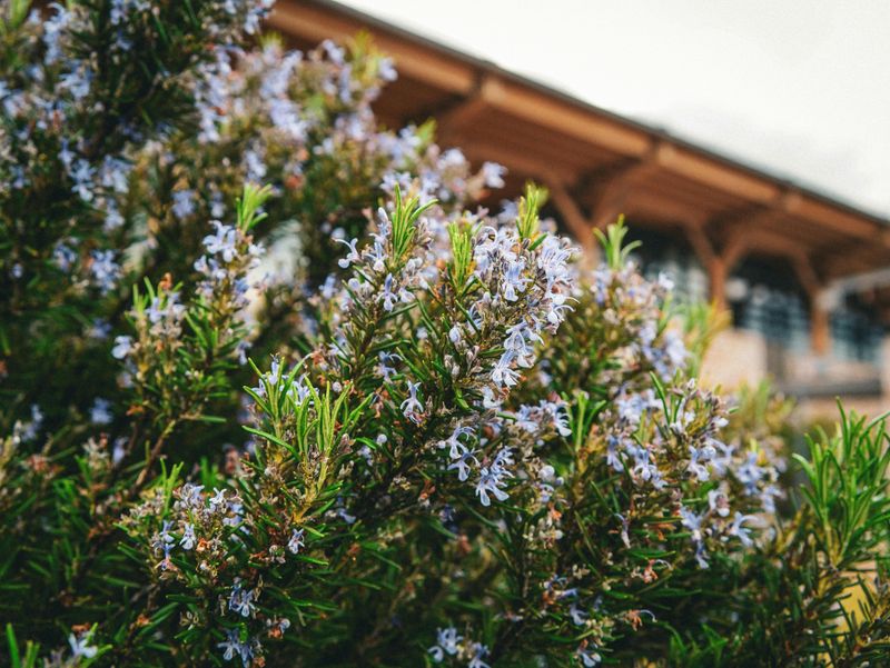 Rosemary Adds Aromatic Flowers In Fast-Draining Soil
