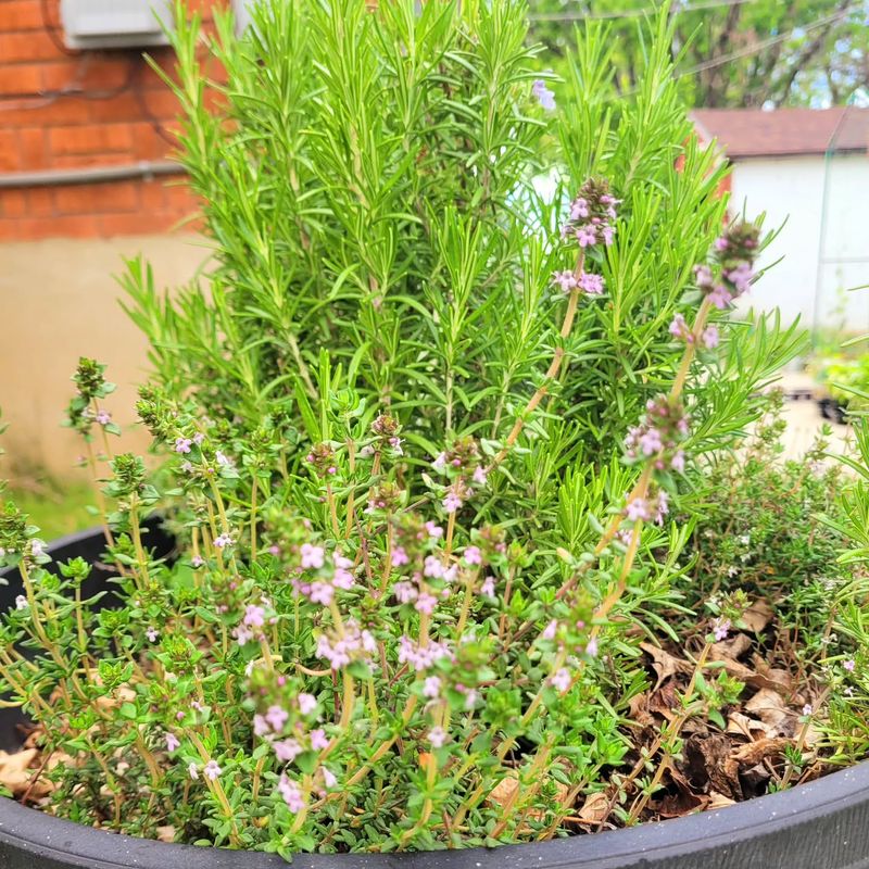 Rosemary And Thyme Handle Dry Potting Soil More Easily