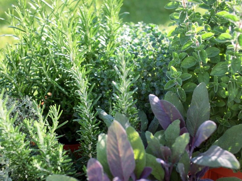 Rosemary And Thyme Like It Dry