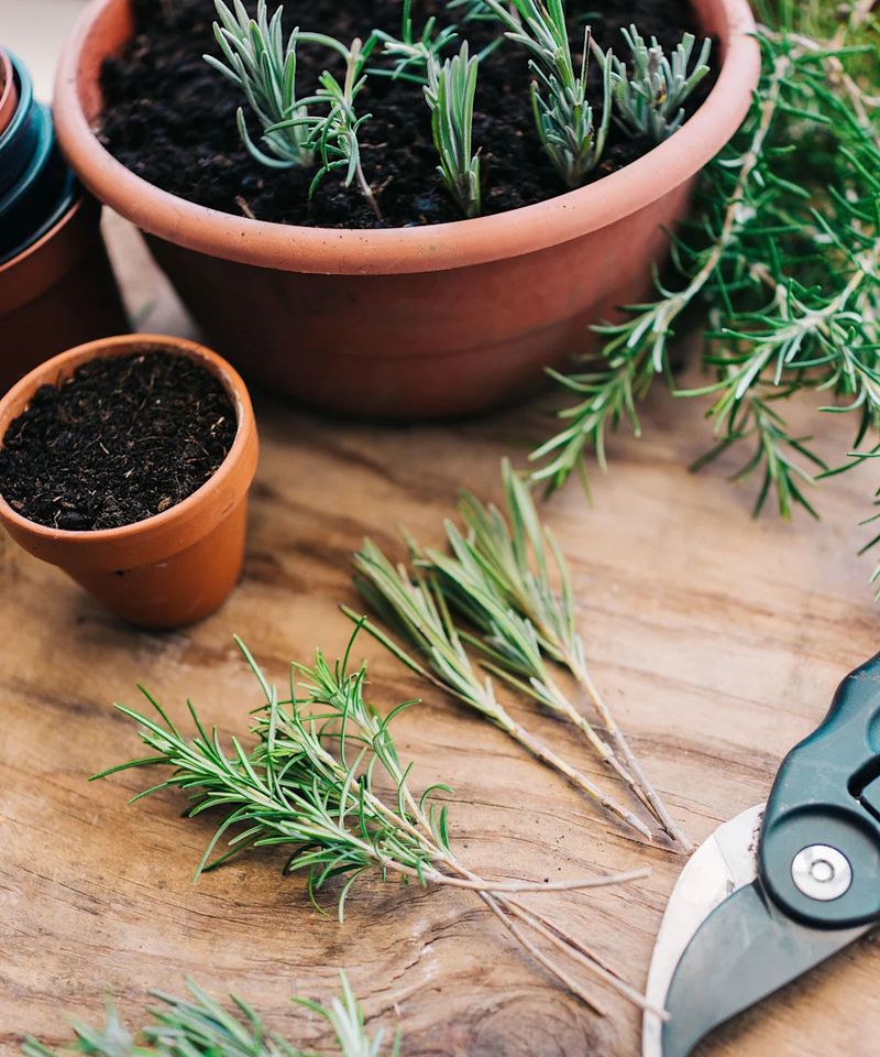 Rosemary Gets Going With Fresh Cuttings