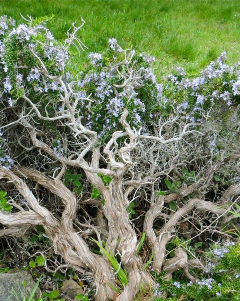 Rosemary Gets Woody With Age