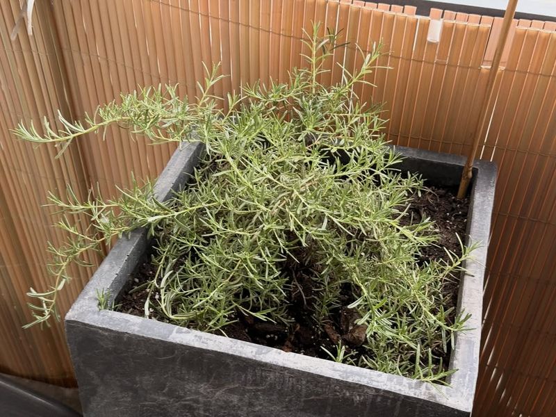 Rosemary Handles Reflected Heat Better Than Many Herbs