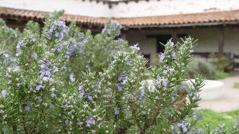 Rosemary Handles Reflected Heat Near Walls Well