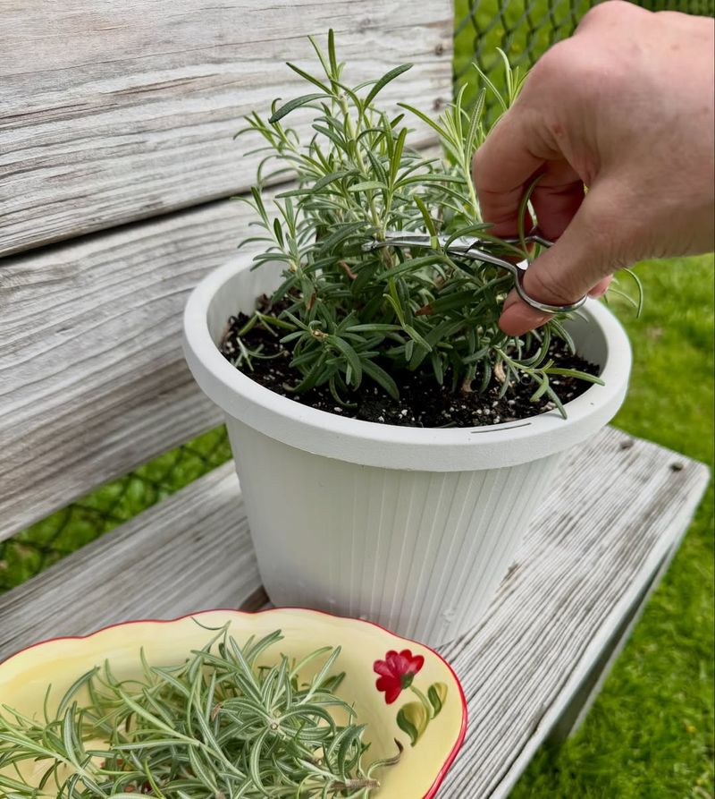 Rosemary Handles Sunny Pots With Sharp Herbal Fragrance