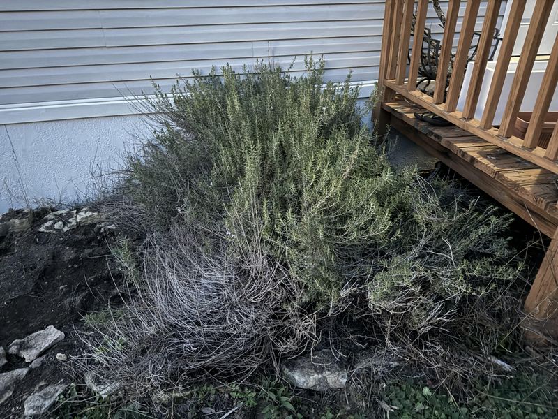 Rosemary Hedges Need Fire-Smart Pruning