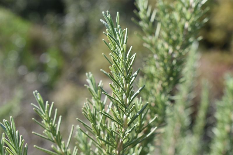 Rosemary Keeps Going Through California Summer