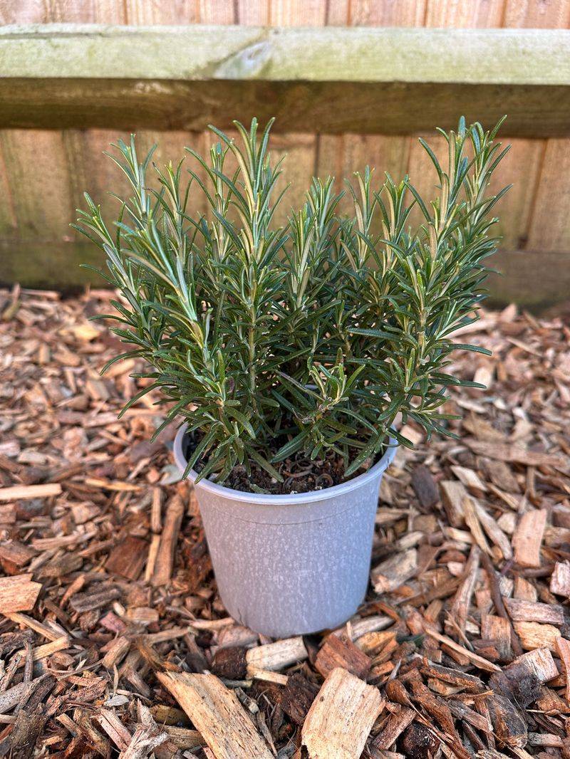 Rosemary Loves Hot Sunny Patios