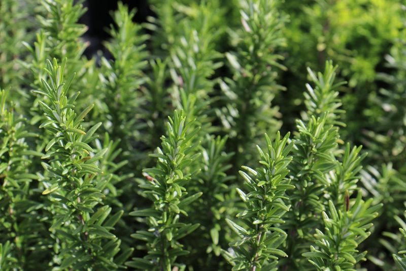 Rosemary Often Competes For The Same Hot And Dry Conditions Rosemary Often Competes For The Same Hot And Dry Conditions