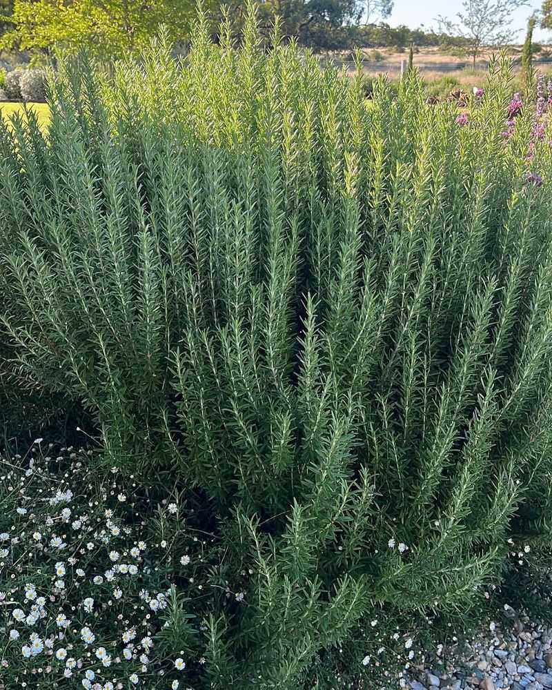 Rosemary Releases Sharp Herbal Notes In Heat Rosemary Releases Sharp Herbal Notes In Heat