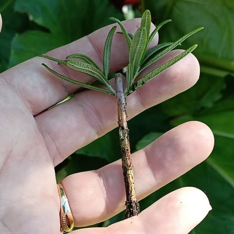 Rosemary Responds Well To Early Summer Propagation