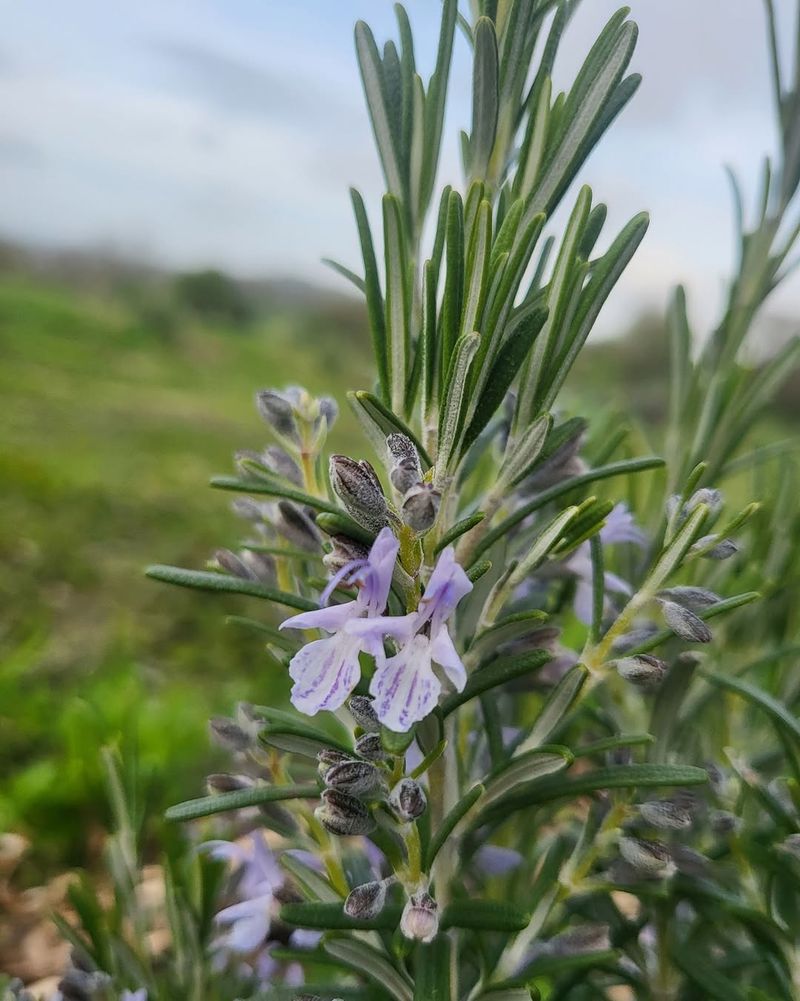 Rosemary Stays Handsome And Useful All Year