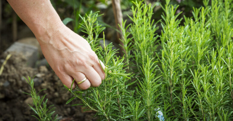 picking rosemary