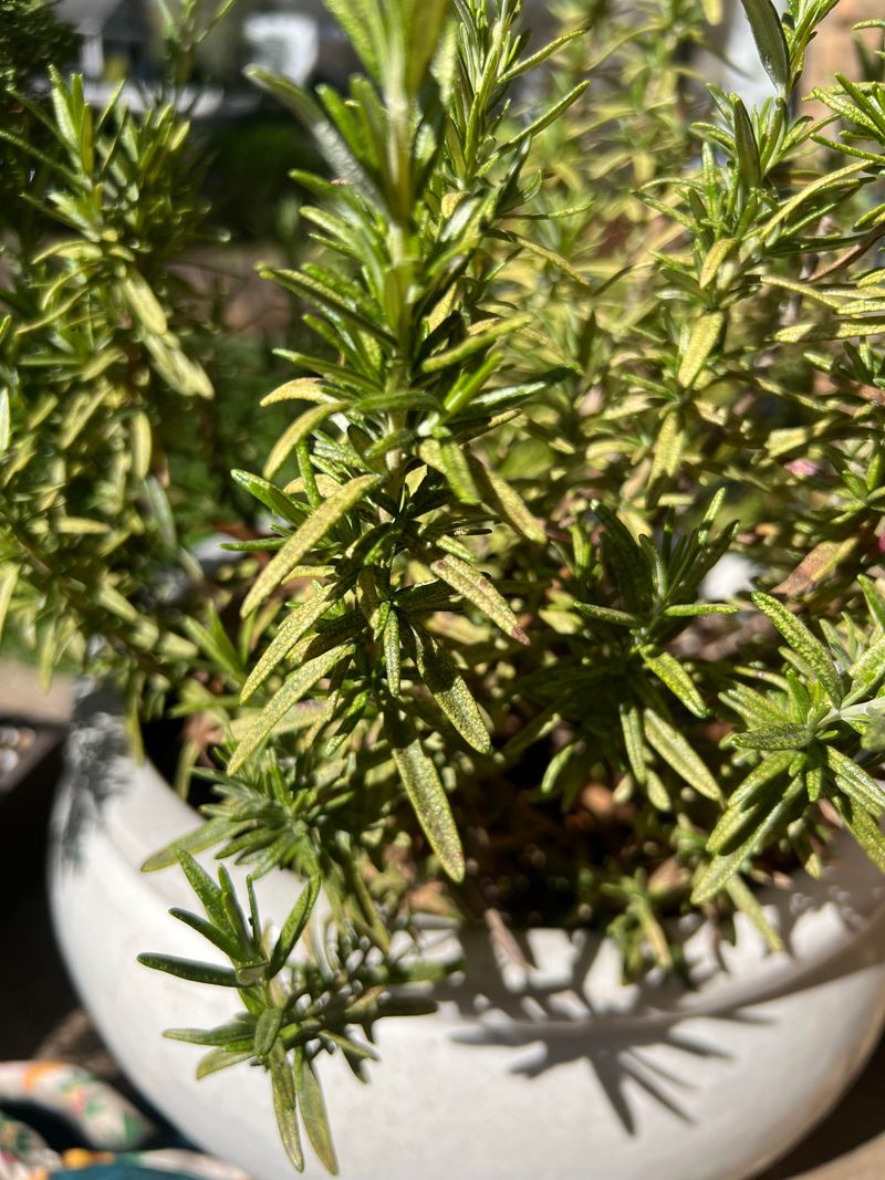 Rosemary Wants The Opposite Watering Routine