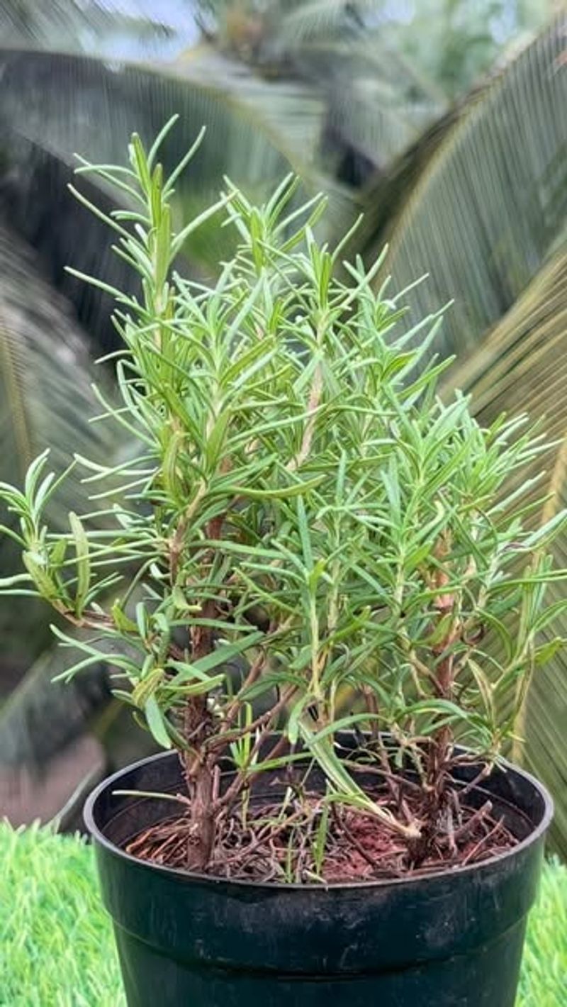 Rosemary Works Well Near Raised Beds And Pots