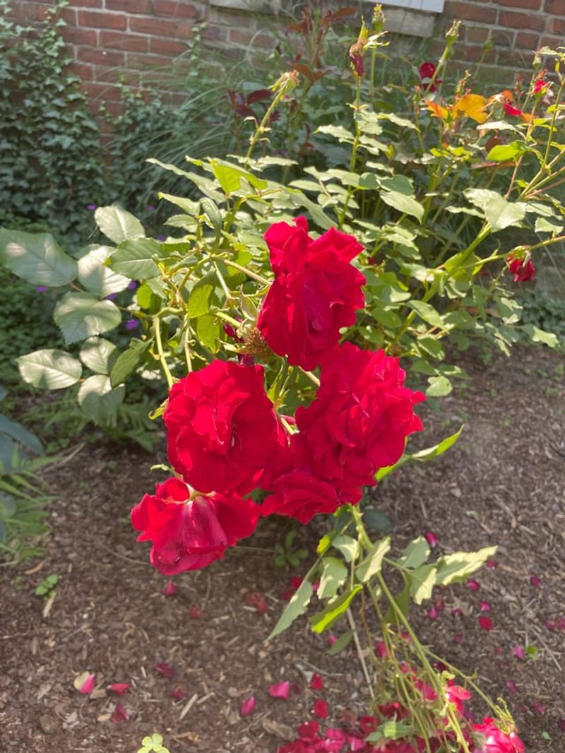 Roses