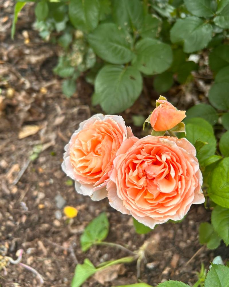 Roses