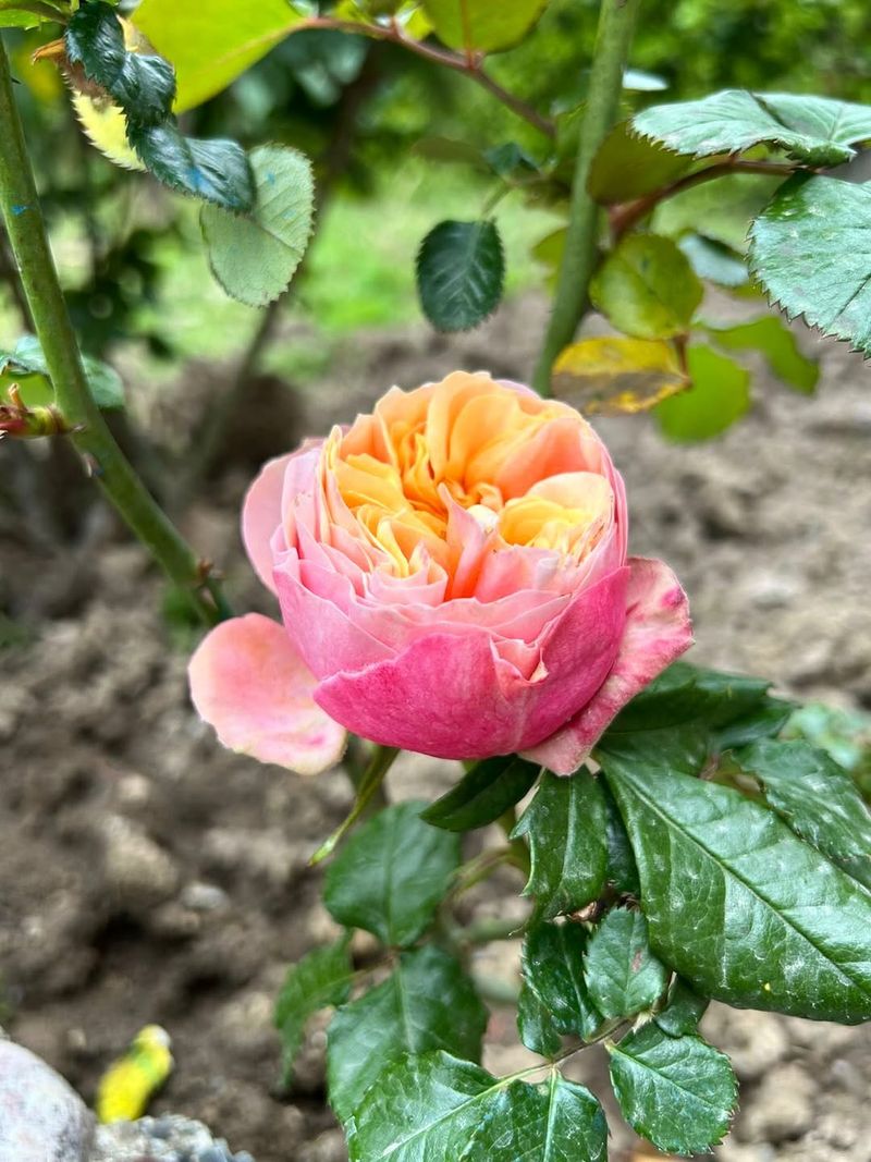 Roses