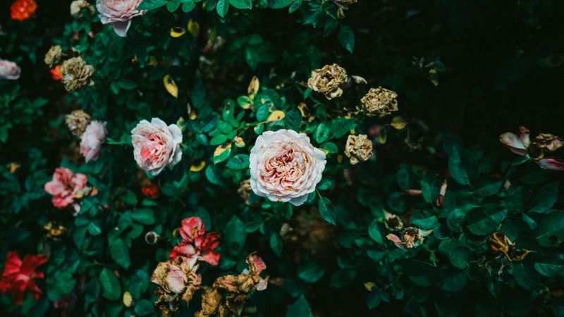 Roses