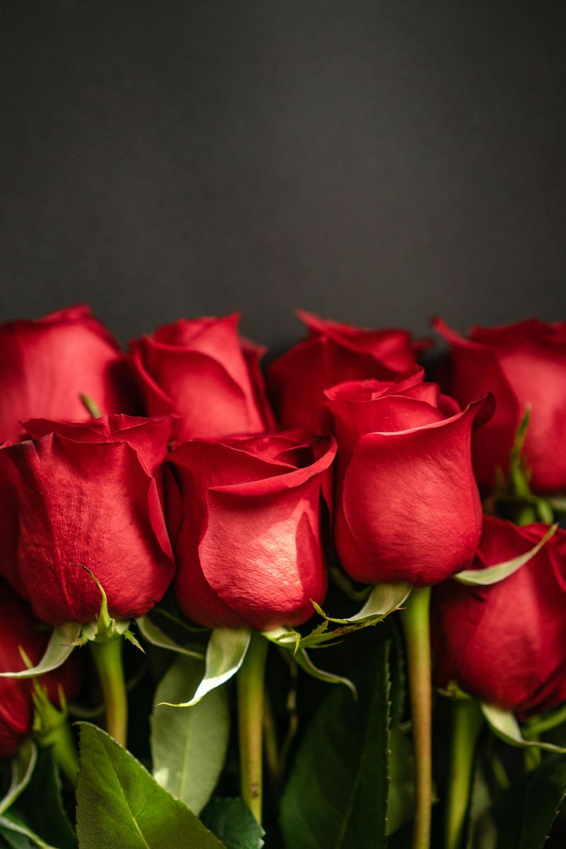 Roses
