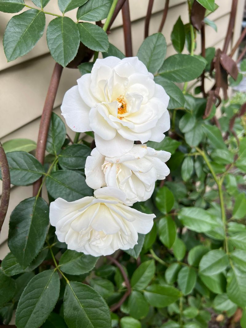 Roses Benefit From Compost, Not Raw Grounds Roses Benefit From Compost, Not Raw Grounds