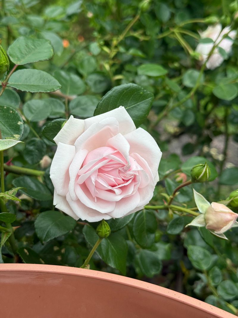 Roses Benefit From Slow Release Calcium In Garden Beds