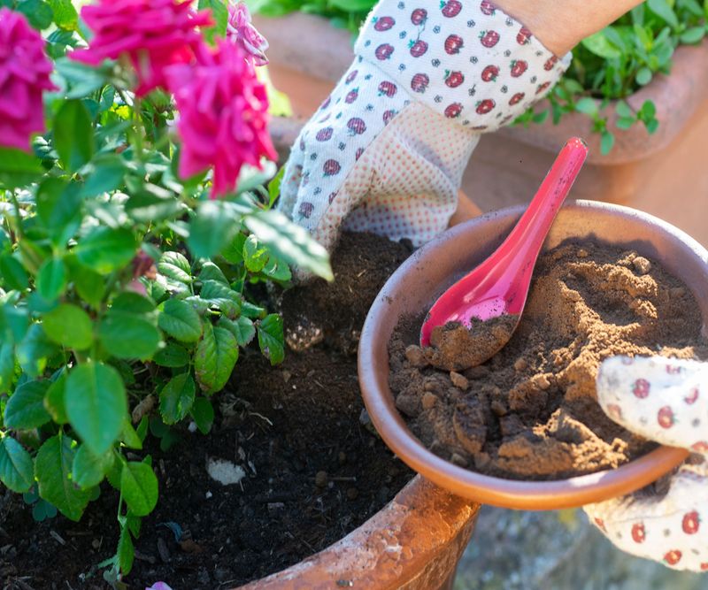 Roses Can Benefit From Compost That Includes Coffee Grounds Roses Can Benefit From Compost That Includes Coffee Grounds