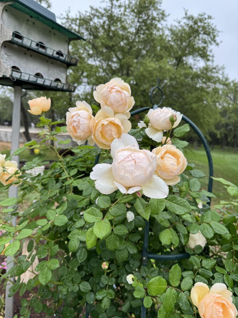 Roses During Their Spring Flush