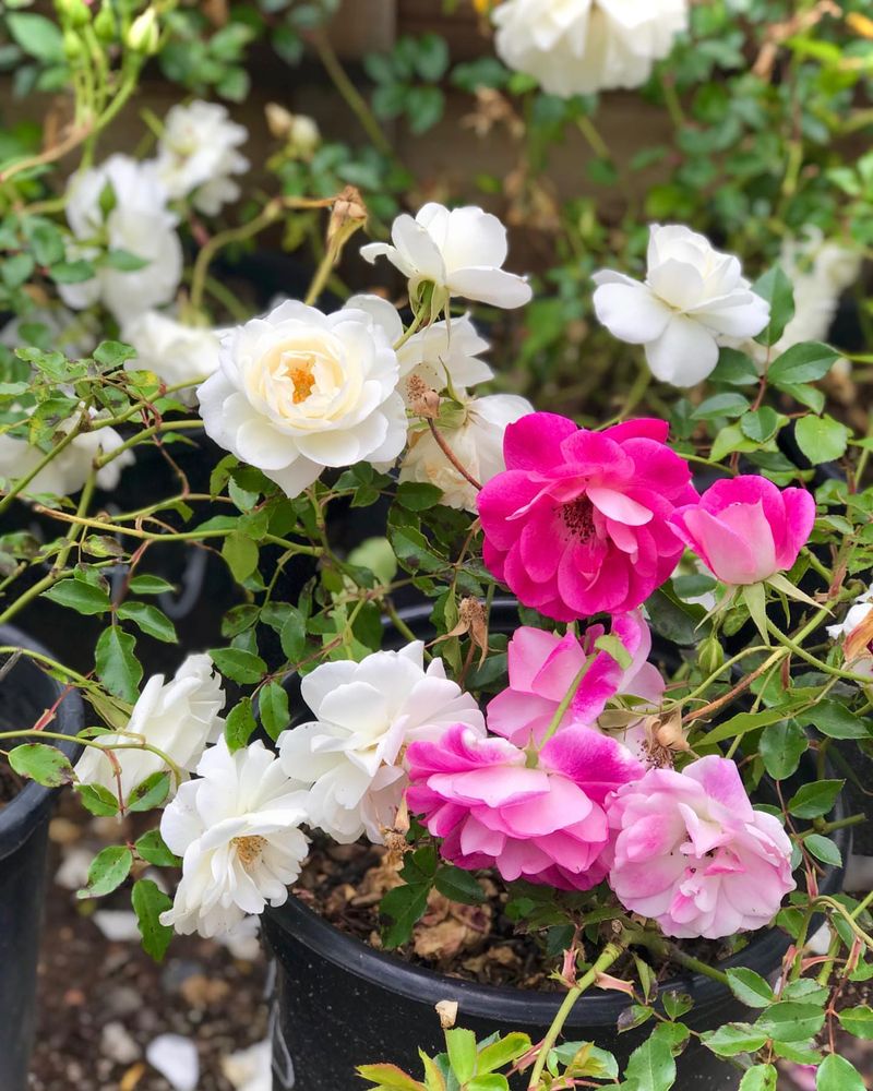 Roses Handle Morning Sun Better Than Harsh Afternoon Heat