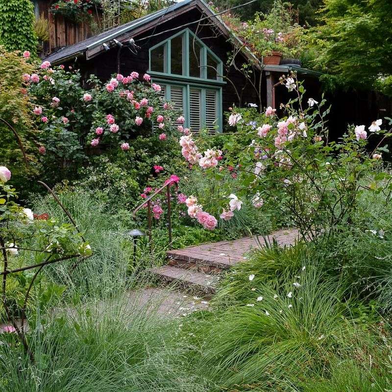 Roses Have Long Been A Backyard Staple