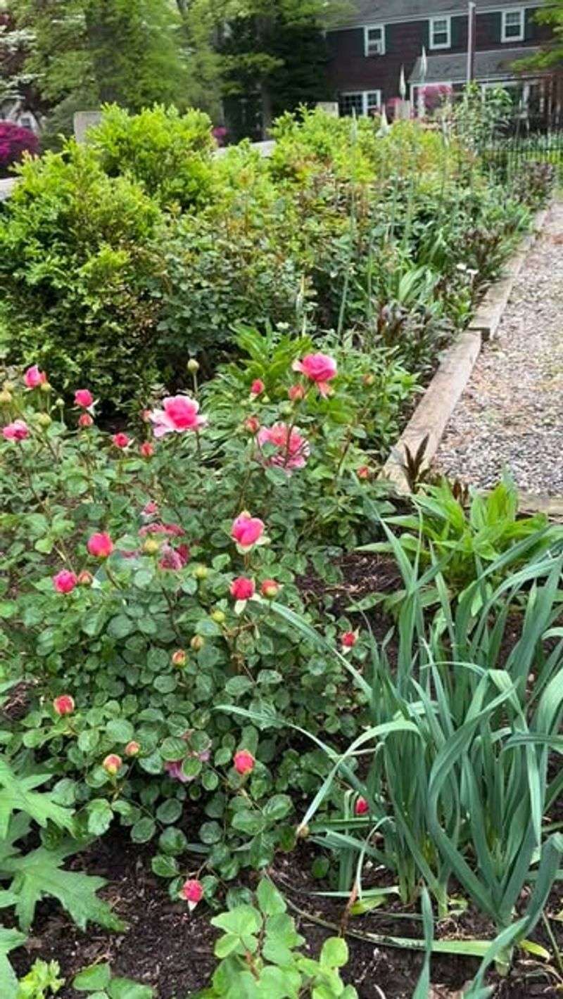 Roses Here Often Struggle Because Airflow Is Much Worse Than Gardeners Realize