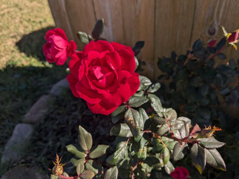 Roses Roses