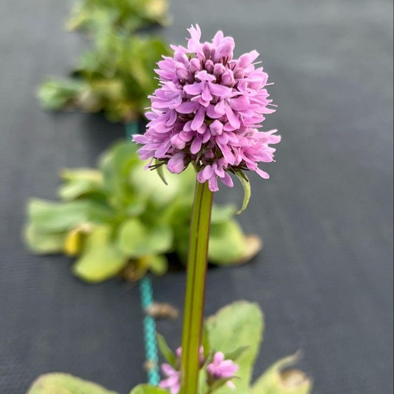 Rosy Plectritis