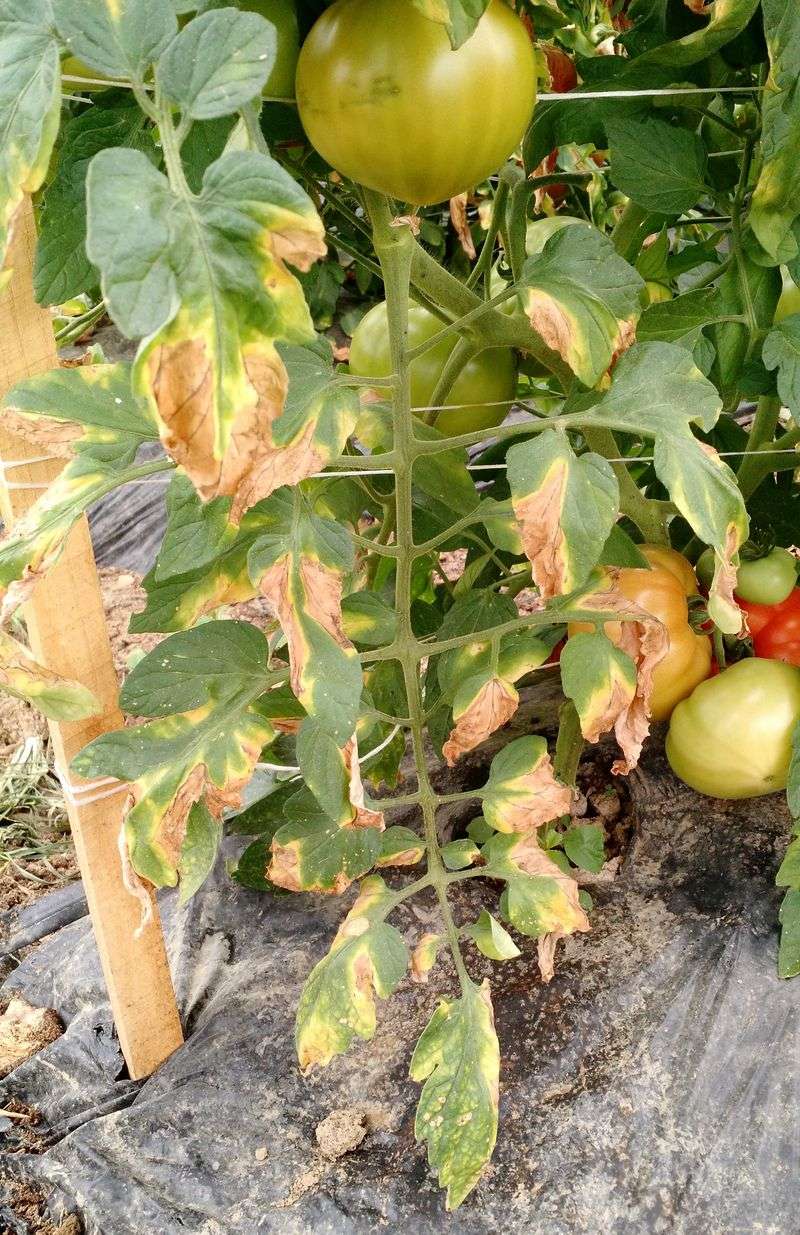 Rotate Beds To Outsmart Soilborne Wilts