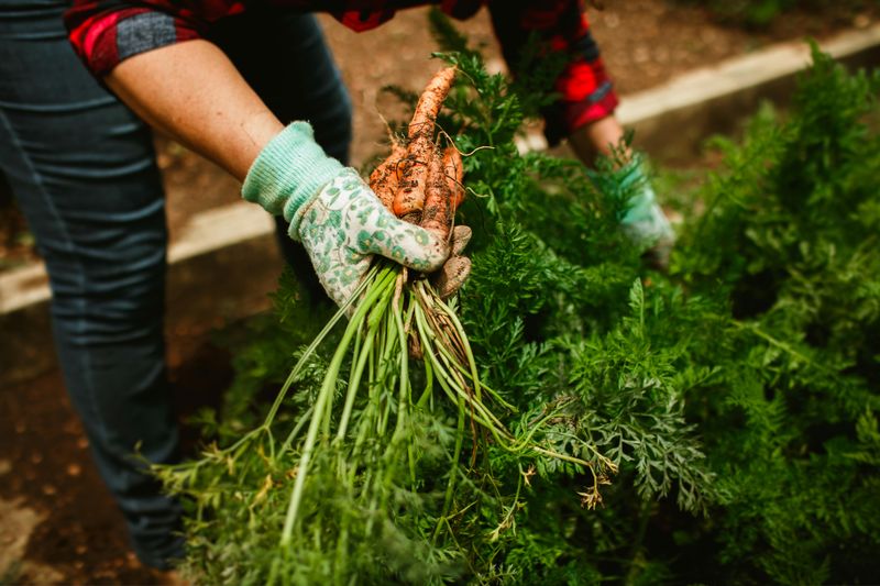 Rotate Beds To Protect Soil Health Rotate Beds To Protect Soil Health