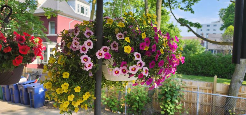 Rotate Containers So All Sides Grow Evenly