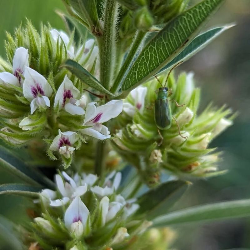 Round Headed Bush Clover (Lespedeza capitata) Builds Poor Soil Naturally