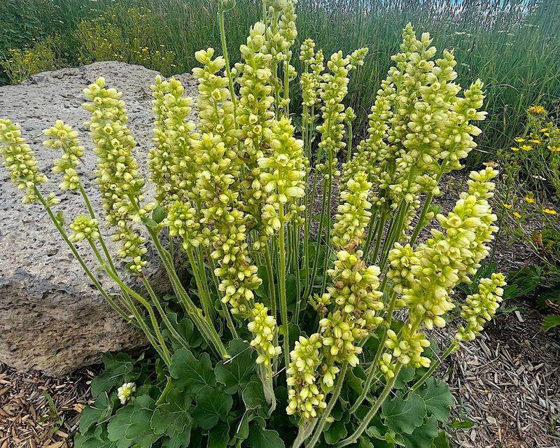 Roundleaf Alumroot Holds Up In Dry Spaces