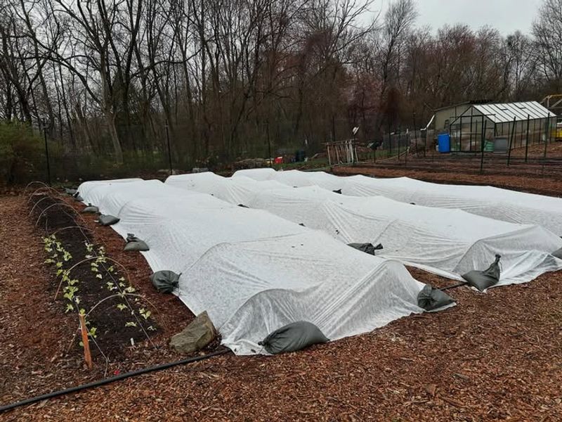 Row Covers Only Work Before Flowering Starts
