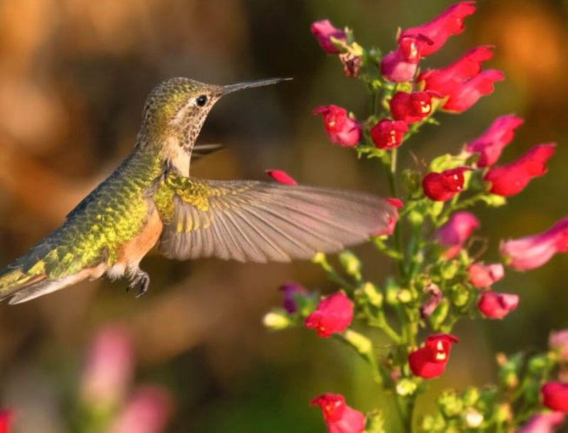 Ruby Throated Hummingbirds Visit More Flowers In Late Spring