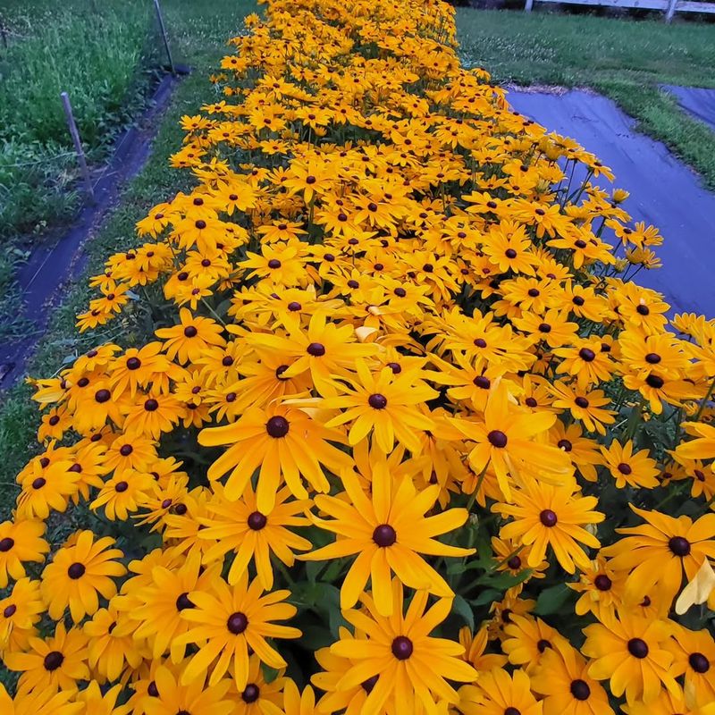 Rudbeckia