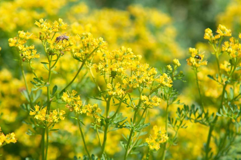 Rue Is Often Mentioned In Beetle Discussions