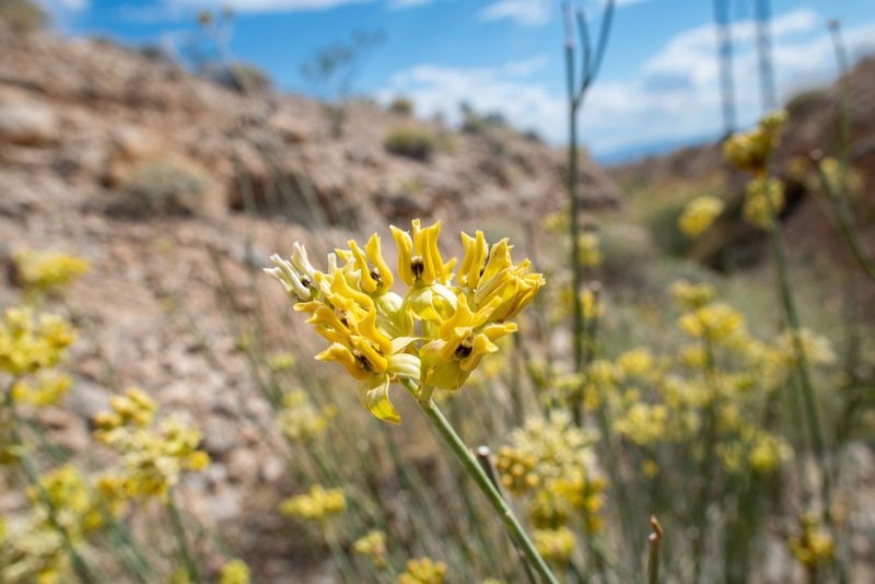 Rush Milkweed 
