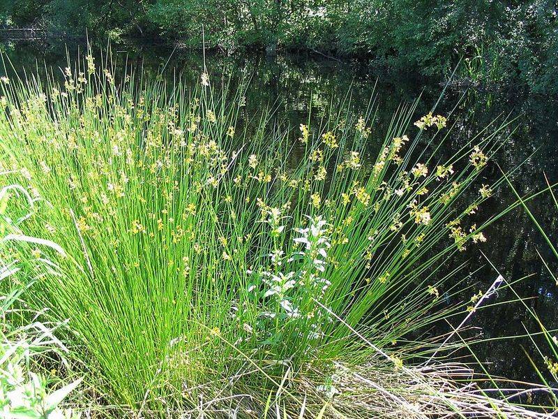 Rush Plants Create Better Habitat Near Wet Soil
