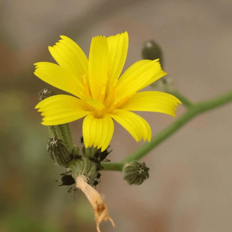 Rush Skeletonweed Spreads Through Dry Ground