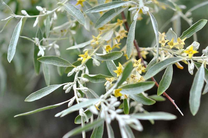 Russian Olive Is An Old Landscape Tree With Modern Problems Russian Olive Is An Old Landscape Tree With Modern Problems
