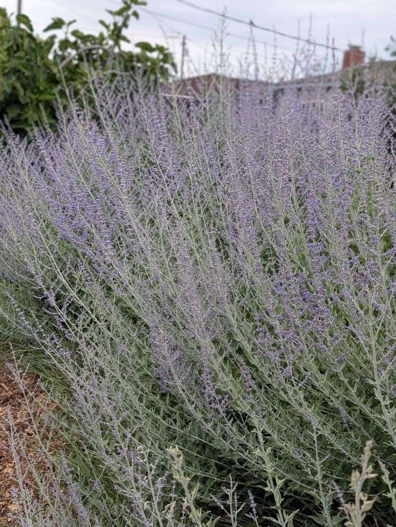 Russian Sage Russian Sage